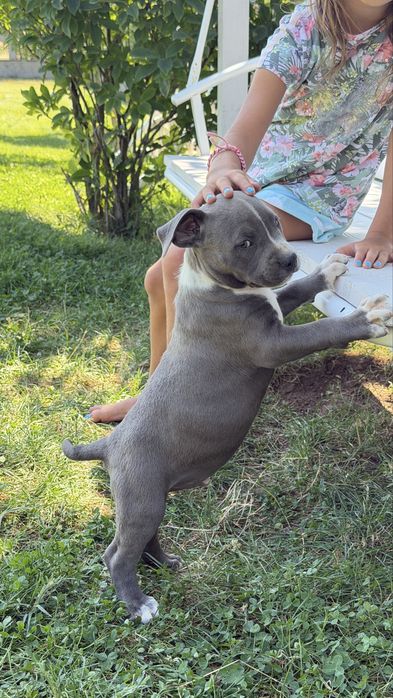 American bully xl