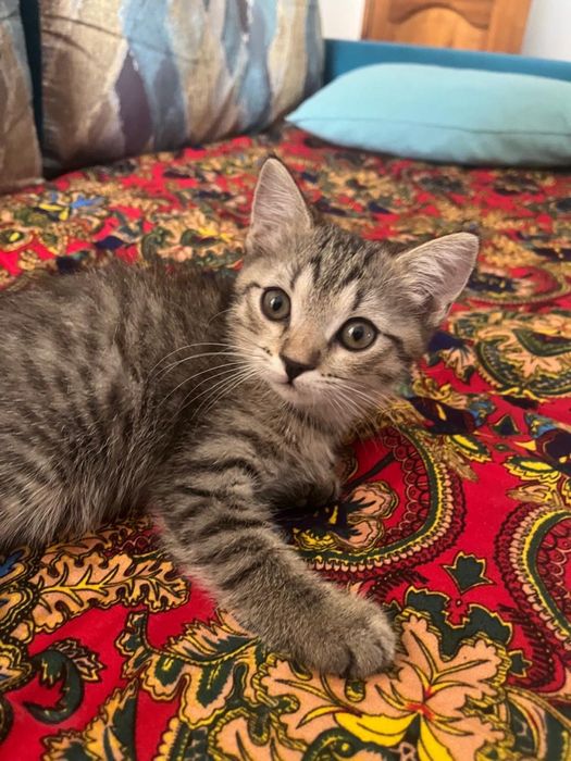 Скотиш фолд котенок