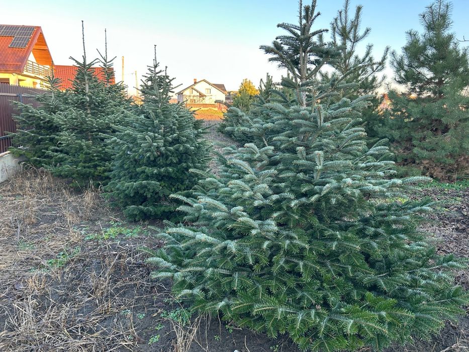 Brazi Naturali de Craciun 1.5m – 2.5m | Proaspeti, Taiati pe Loc