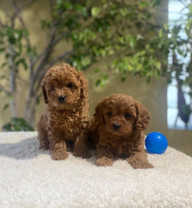 Кавапу - пудел / kavapoo - poodle