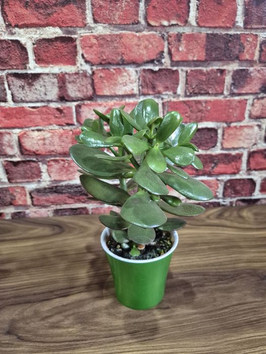 Продам домашние цветы