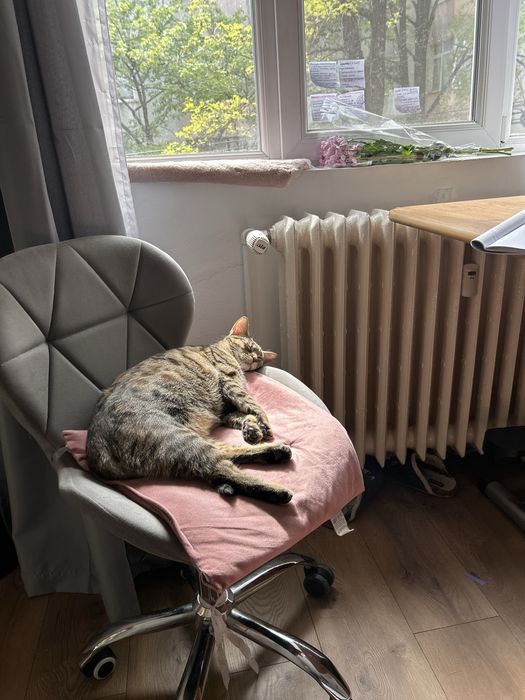 Dau spre adoptie pisici