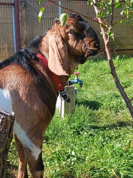 Capre la a doua fătare, imperecheate cu mascul anglo nubian cu origine