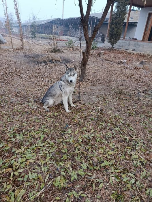 9 ойлиг кучуг жой бу́шатишка еслиг