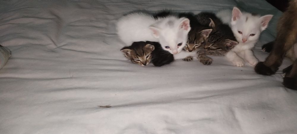 Котята в добрые руки