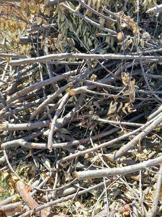 Обрезанные ветки деревьев — бесплатно, самовывоз