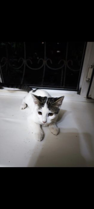 Отдам котят бесплатно