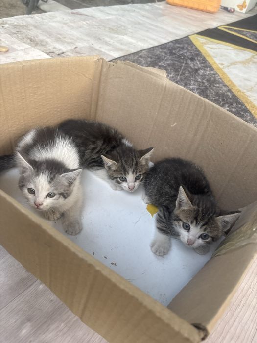 Продам 3 котят за 10 000