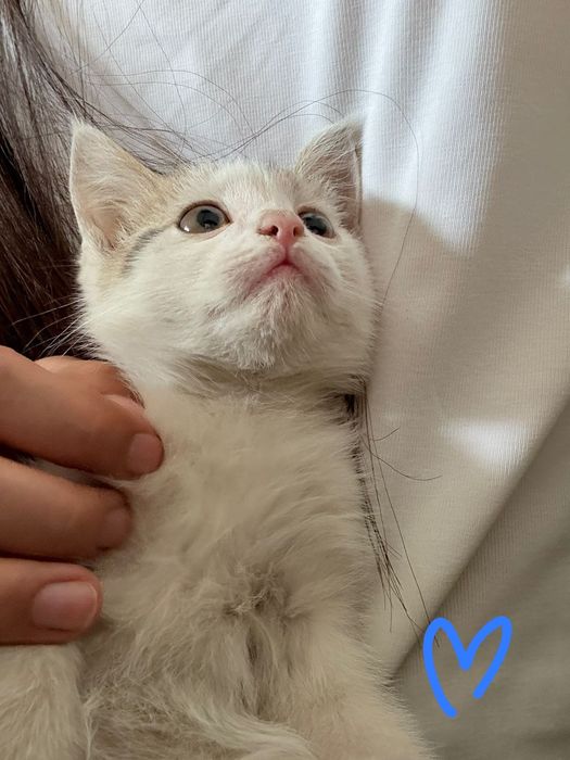 3месячные котята