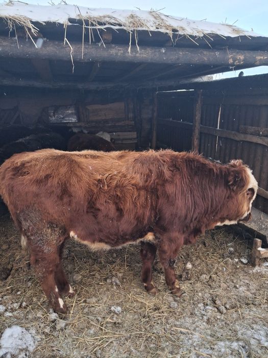 Продаётся быки звоните