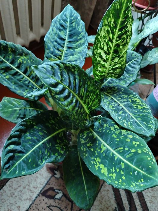 Продам Деффинбахию