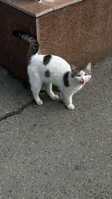 Ласковый кот ищет семью