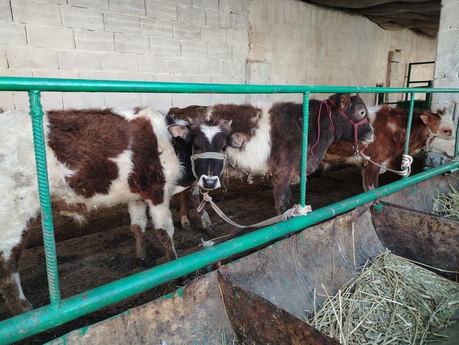 Еркек бұзаулар сатылады