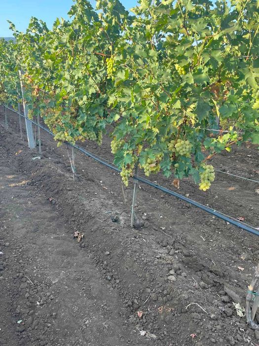 Продавам грозде сорт Брестовица