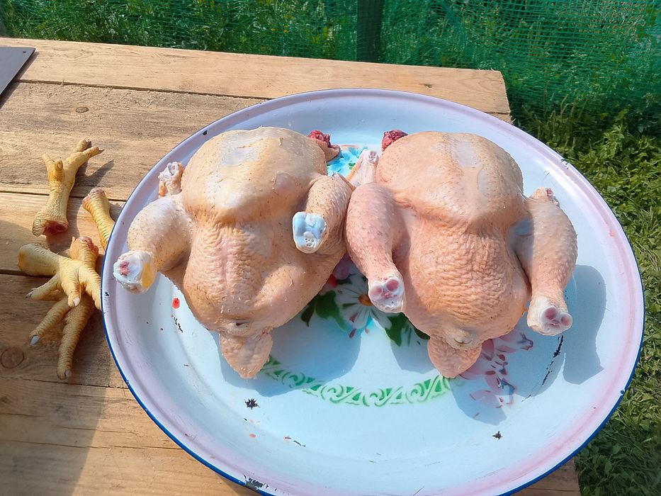Продам домашних бройлеров!