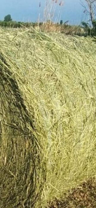 Baloti rotunzi de orz