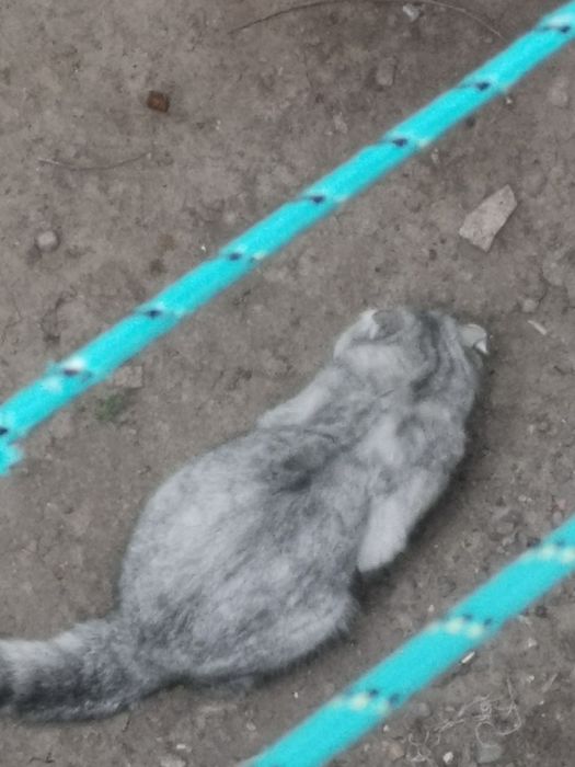 Потеряшка Кошка или кот