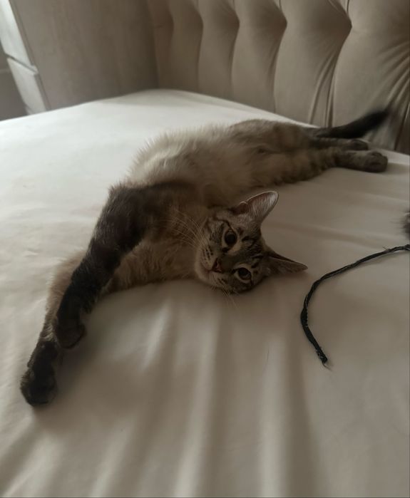 Тайский котик Барни