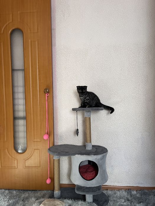 Шотланский котенок