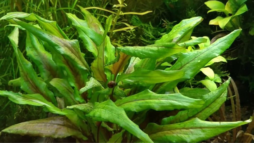 Продам аквариумное растение Криптокарина Вендта зеленая