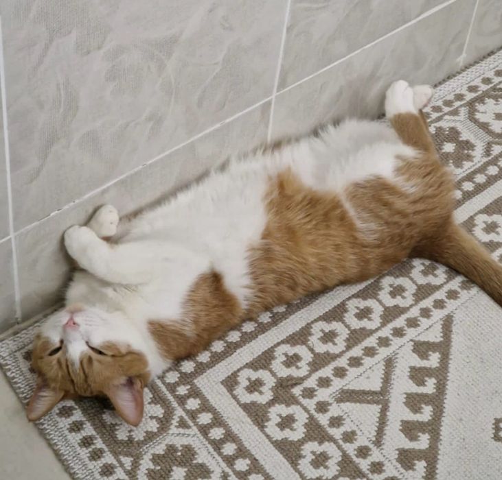 Кошечка Айла ищет семью. Стерилизована.