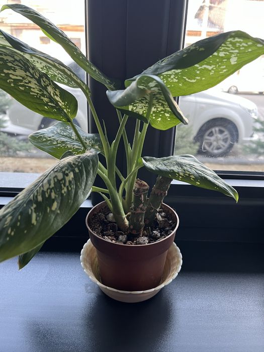 Продается дюффенбахия природный очиститель!