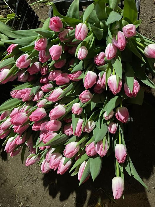 Тюльпаны оптом и розницу