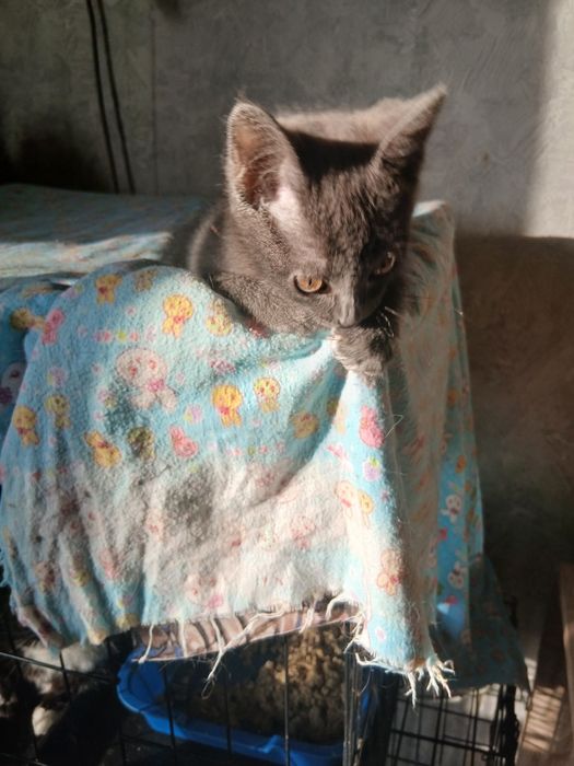 Веселый мальчуган дарю