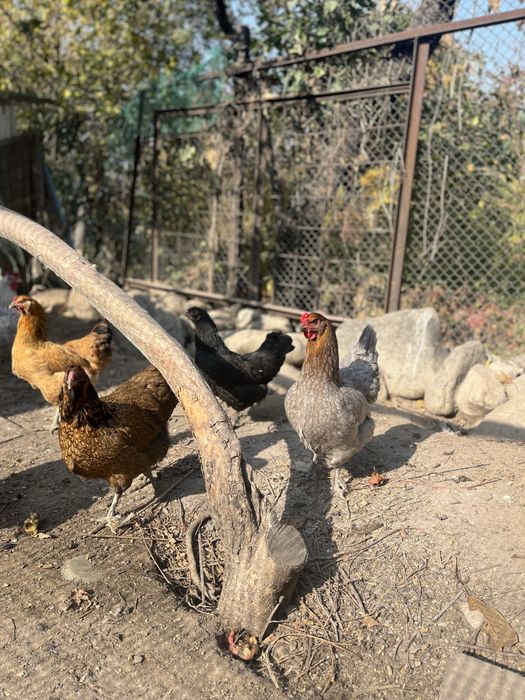 Продам инкубационные яйца