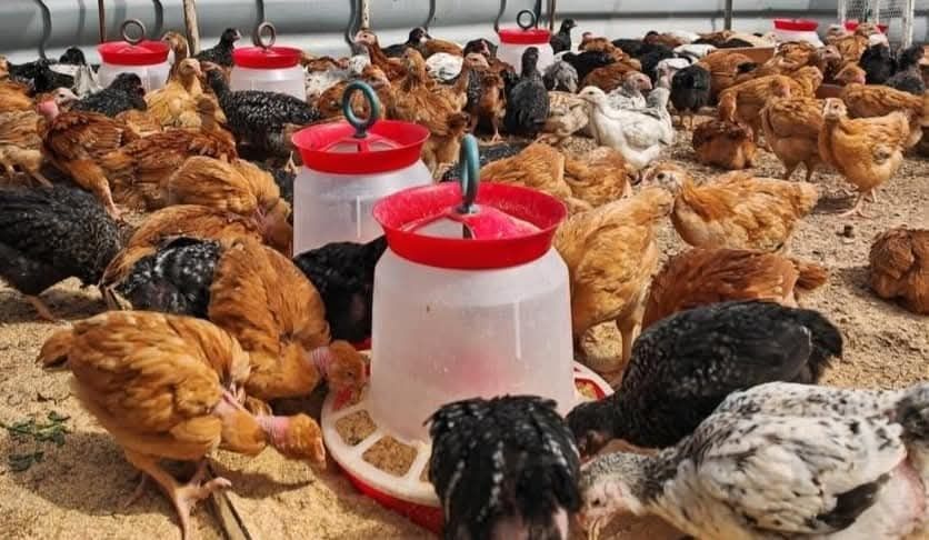 Ferma de Păsări Cudalbi