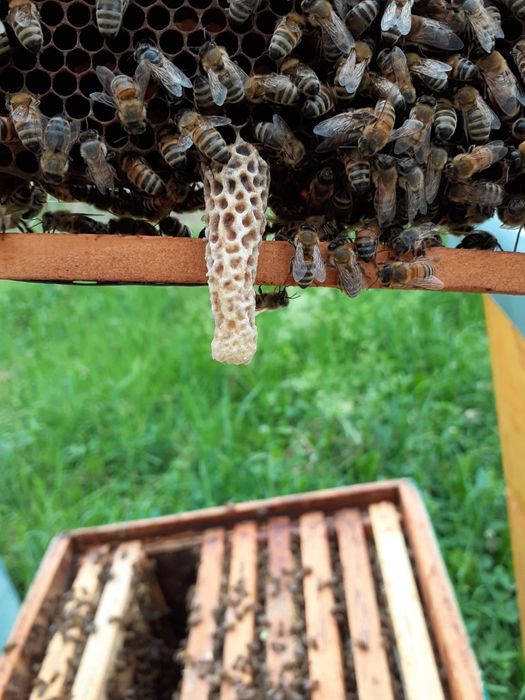 Mătci împerecheate,selecționate,căpăceala și miere de albine