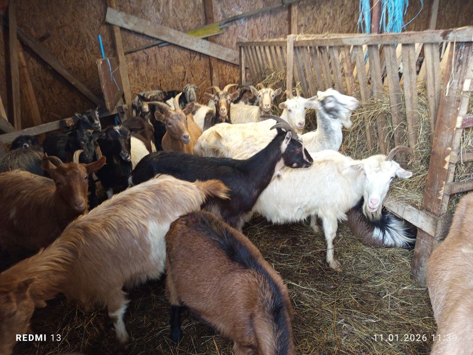 Schimb 60 capre pe 80 oi