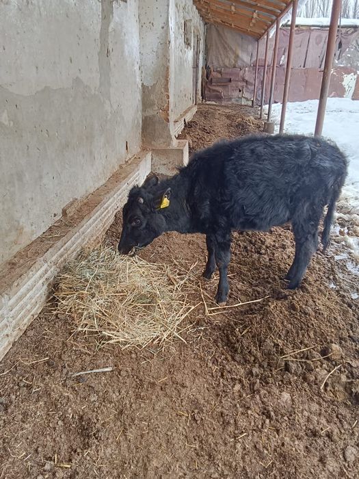 Ұргашы бузау  сатылады