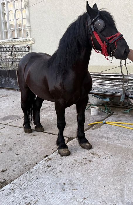 Cai de vanzare buni și frumosi