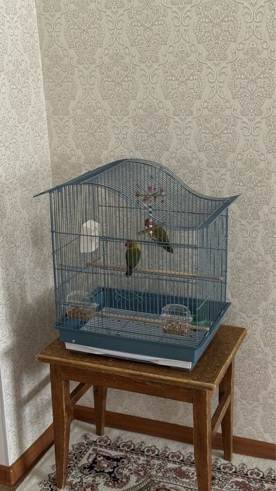 Продам попугаев-неразлучников с клеткой