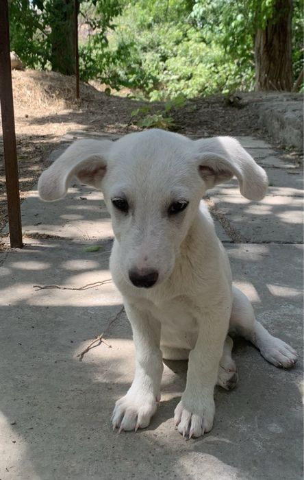 Отдам дарок