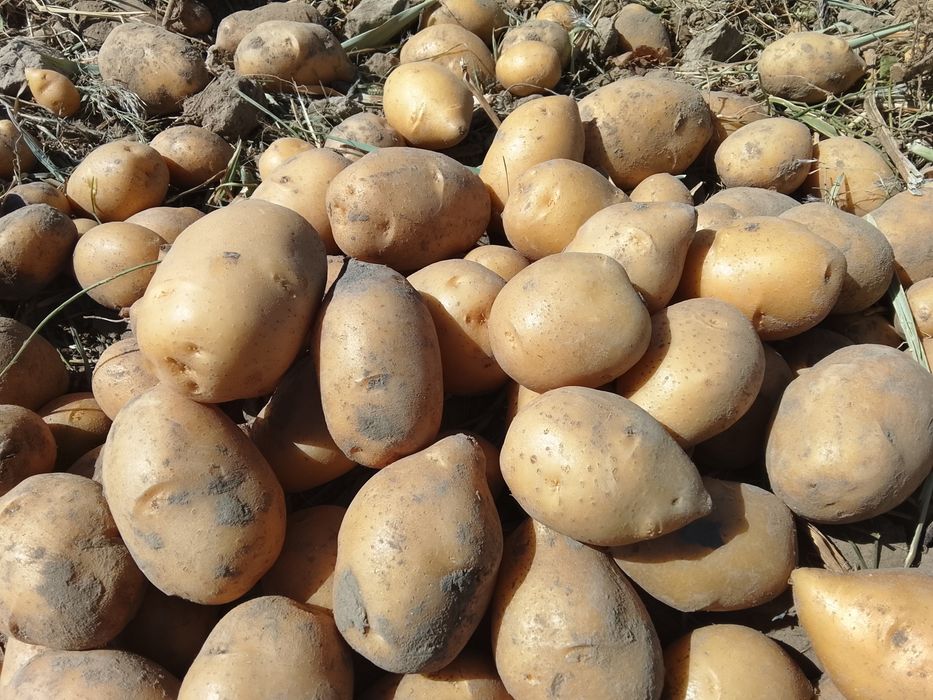 Продам картофель
