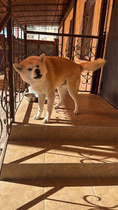 Ищем самку для вязки