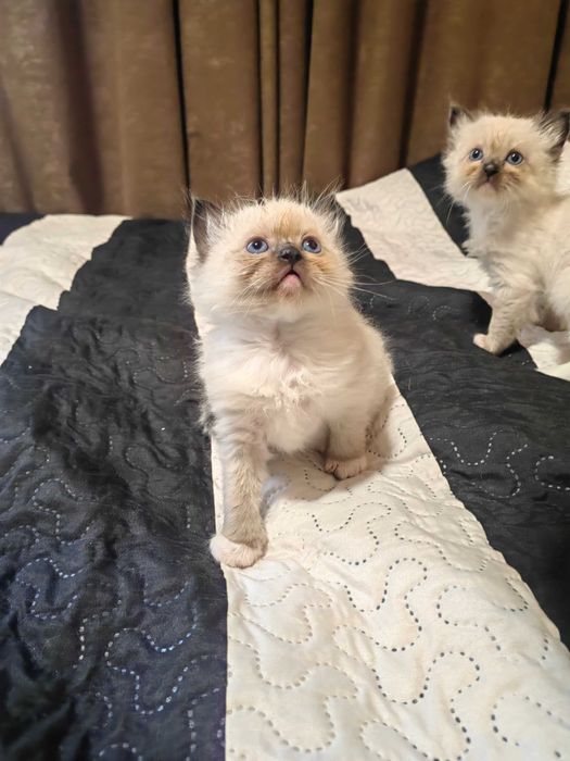 Чистокръвни котенца Ragdoll