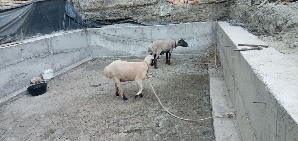 Куйлар сотилади йошлигидан бокилган