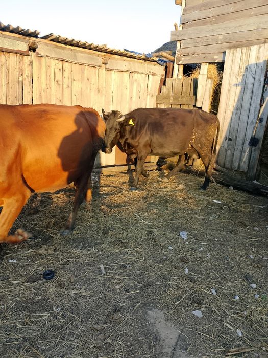 Продам дойных коров
