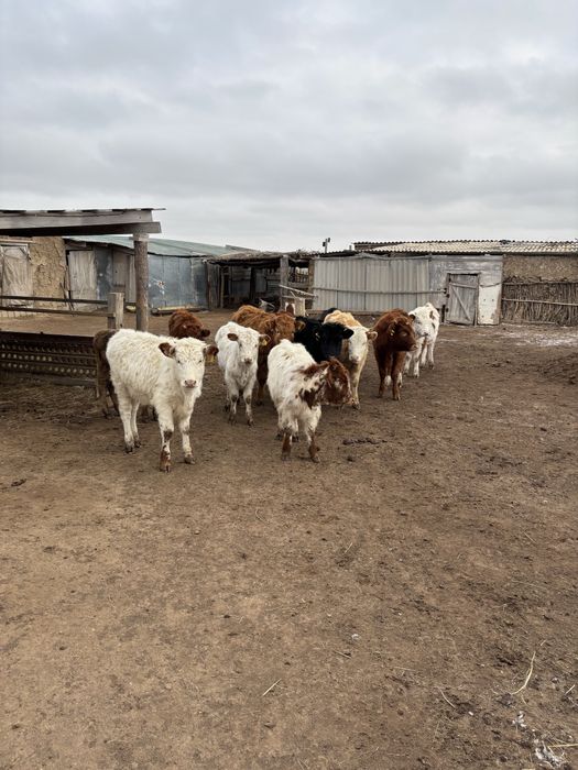 Шаруа қожалығы сатылады