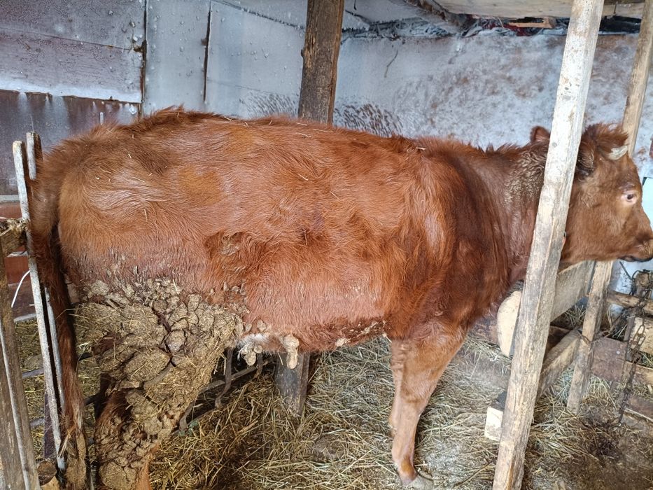 Продам крс телка
