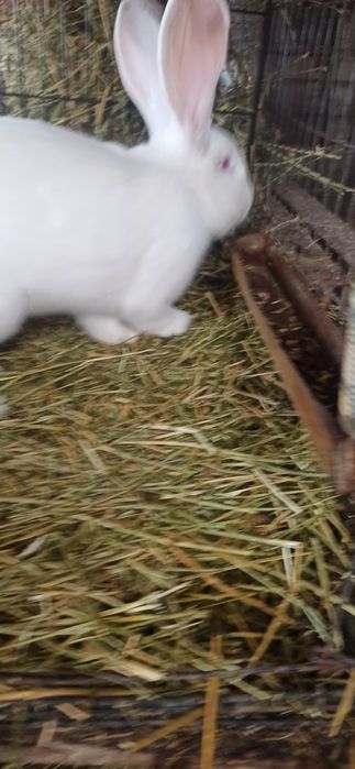 Uriaș alb mascul 8 luni.