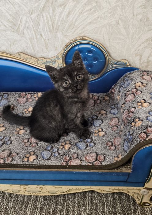 Котёнок ищет дом.