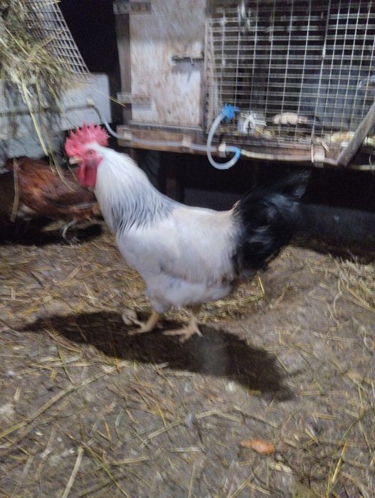 Адлер серебристый.