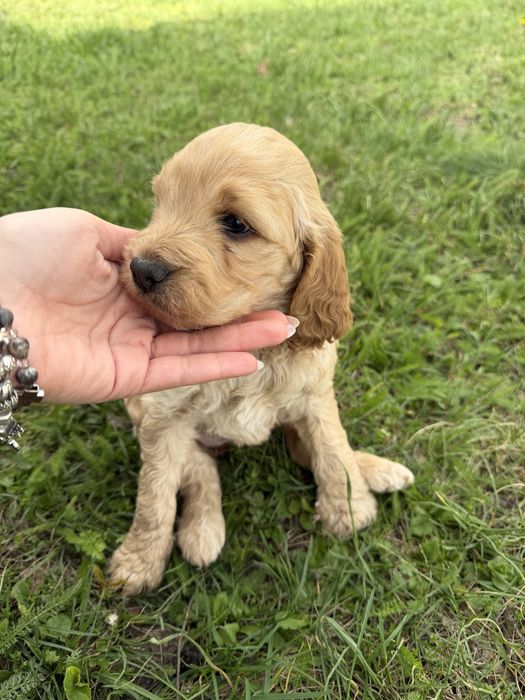 Лагото Романьоло