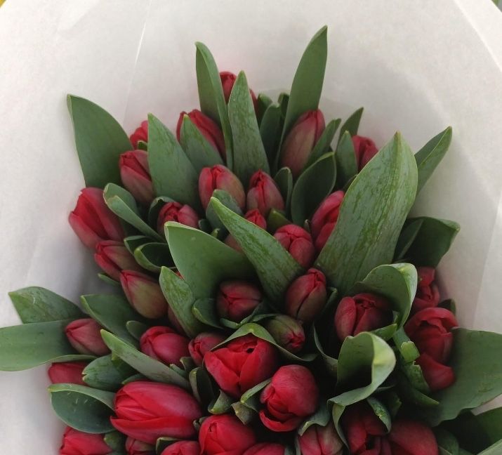 Тюльпаны на заказ к 8 марта премиум