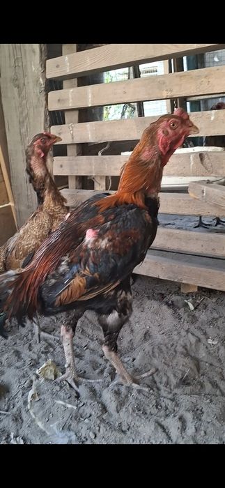 Осы дакан дар сатылады
