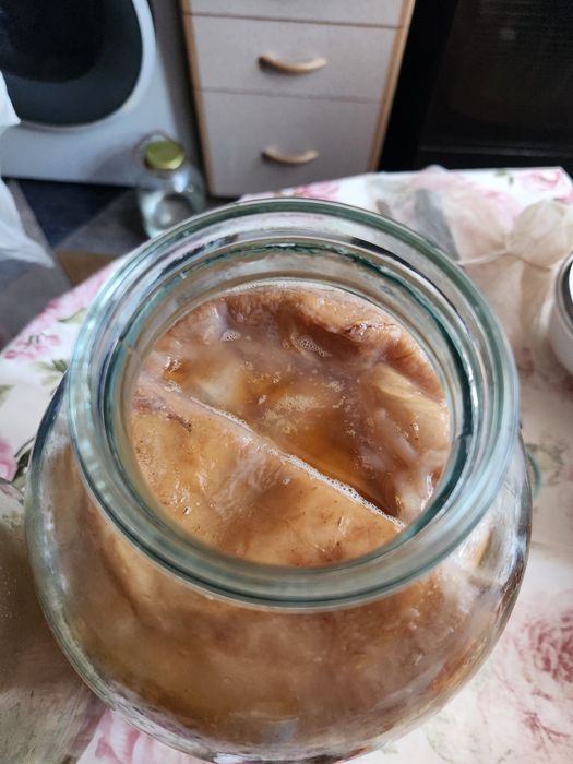 Продам гриб чайный